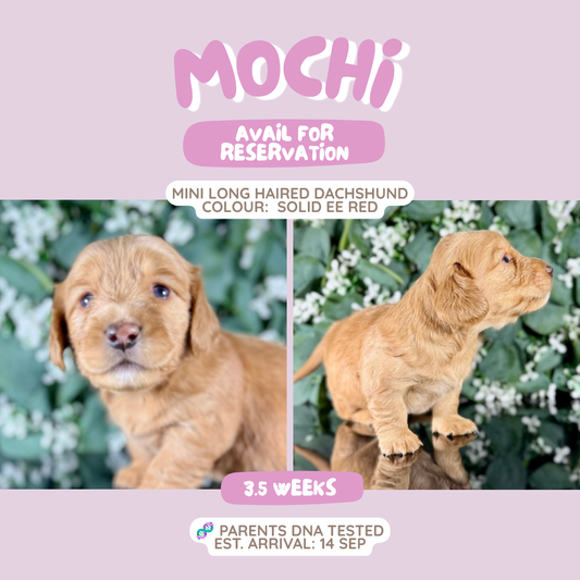 Mochi (Mini Dachshund - Australia 🇦🇺) Toby & Savvy Litter | Open for Reservations | DNA Tested Parents 🧬