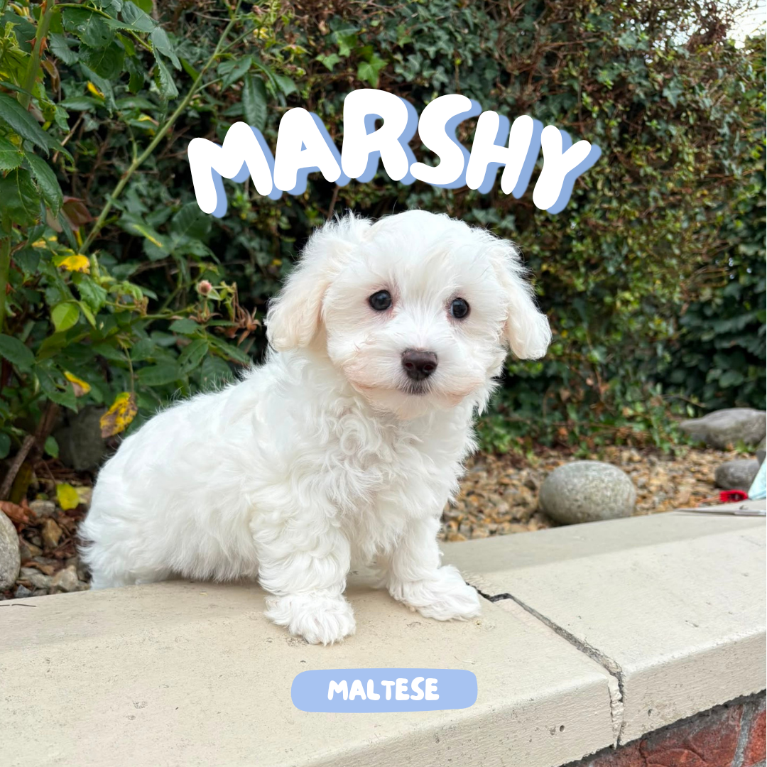 Marshy (Male Maltese - Ireland 🇮🇪) | Open for Reservations