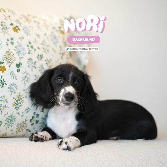 Nori (Dachshund - Australia 🇦🇺) Toby & Savvy Litter | Open for Reservations | DNA Tested Parents 🧬