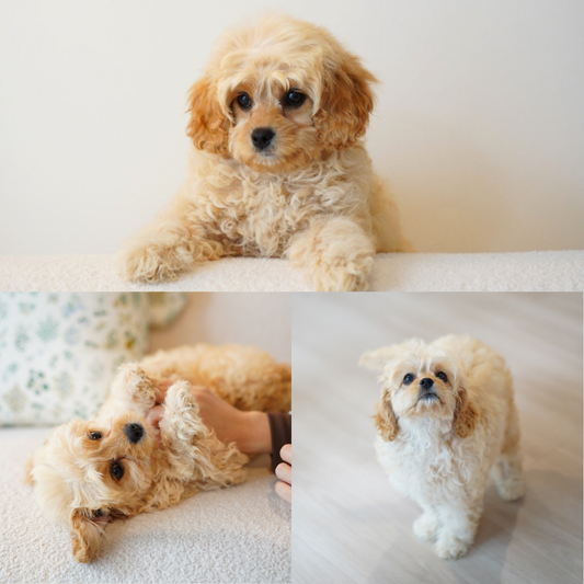 Daisy (F1 Female Cavapoo - Australia 🇦🇺) | Health Checked + DNA Tested Parents 🧬