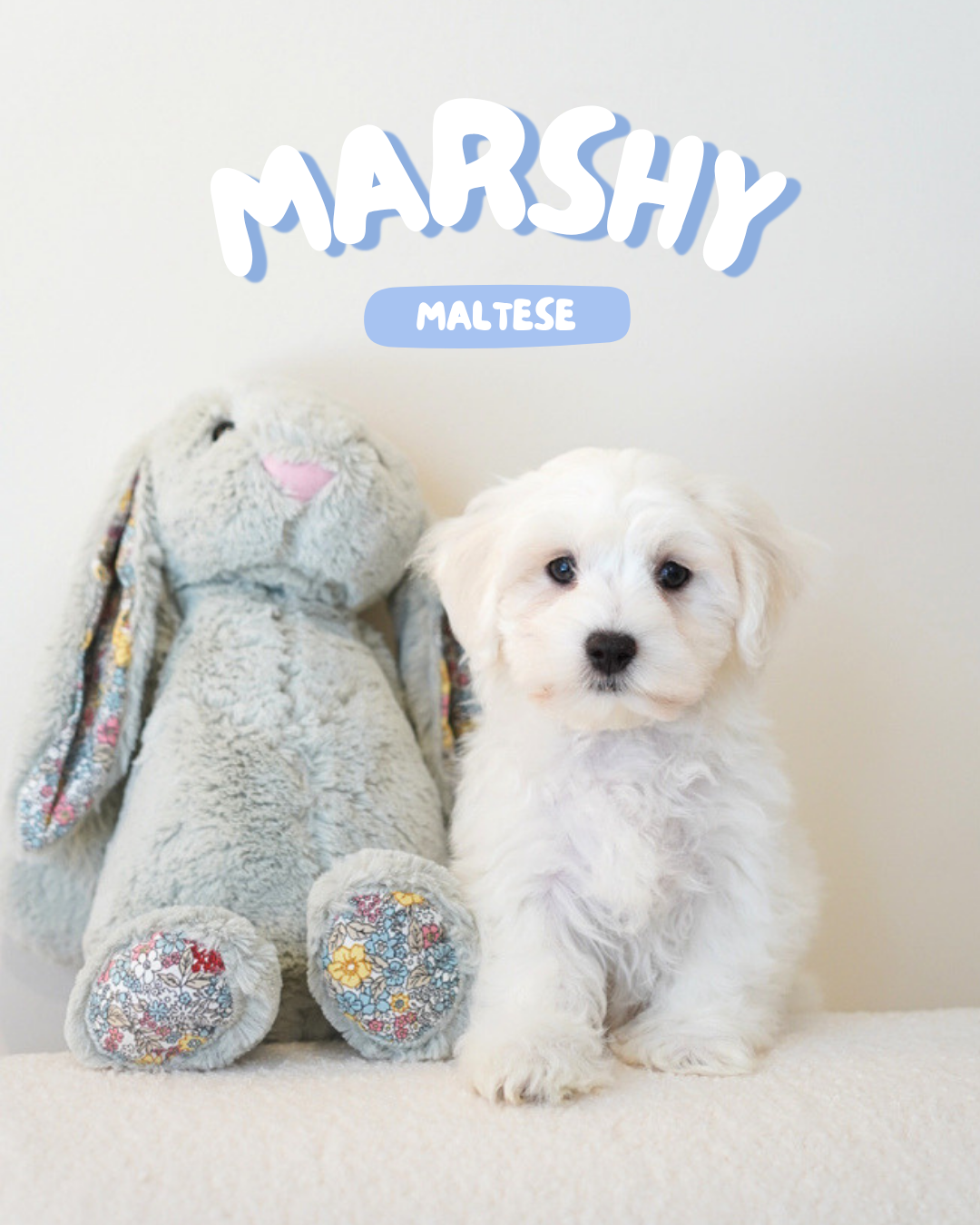 Marshy (Male Maltese - Ireland 🇮🇪)