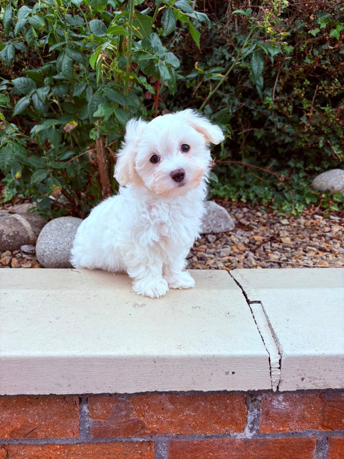 Milky (Female Maltese - Ireland 🇮🇪) | Open for Reservations