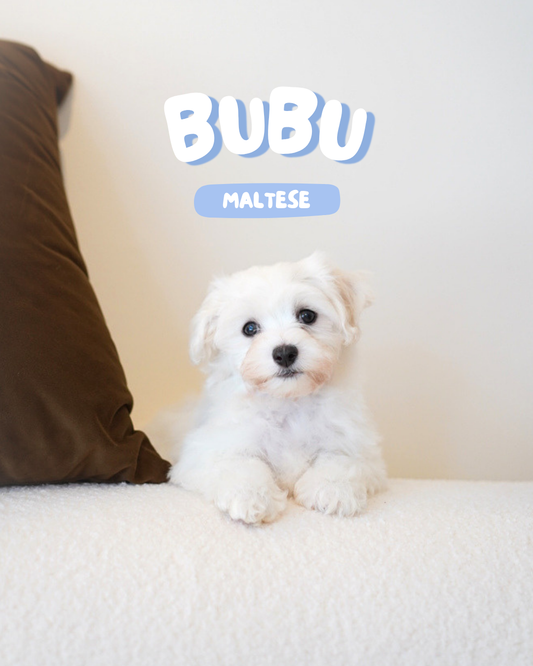 Bubu (Male Maltese - Ireland 🇮🇪)