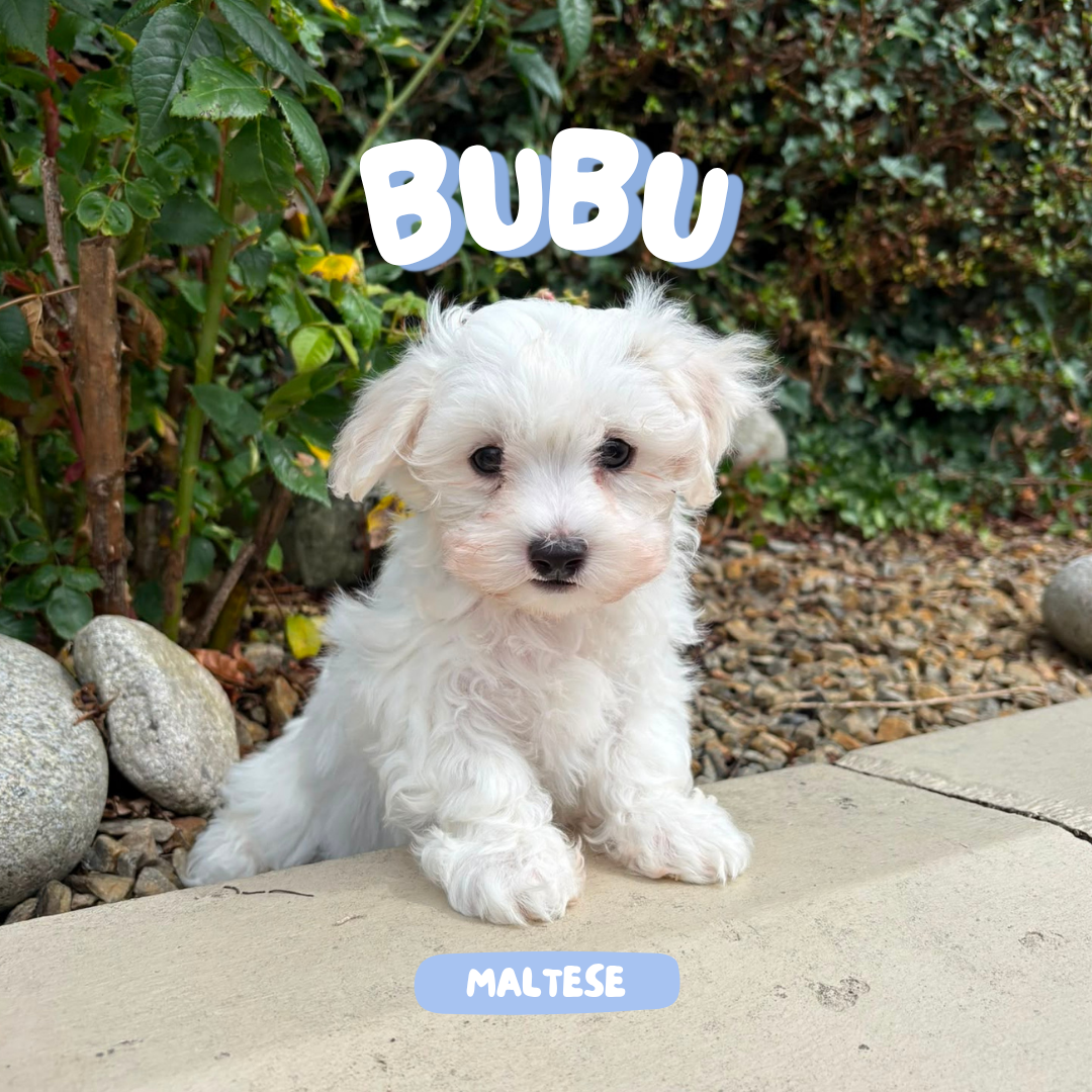Bubu (Male Maltese - Ireland 🇮🇪) | Open for Reservations