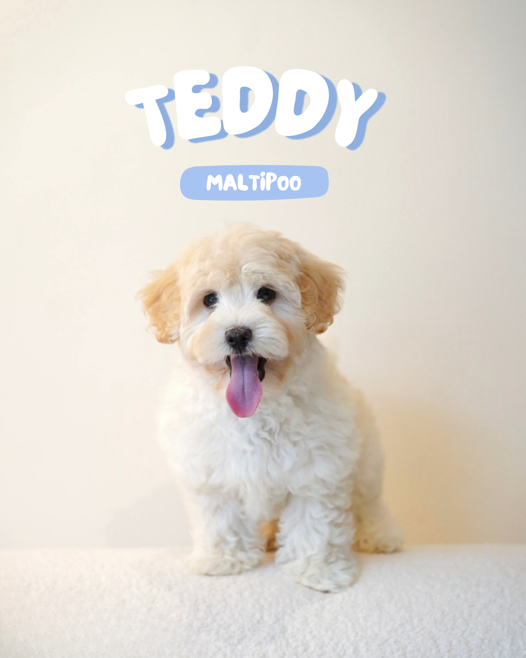 Teddy (Male Maltipoo - Ireland 🇮🇪)