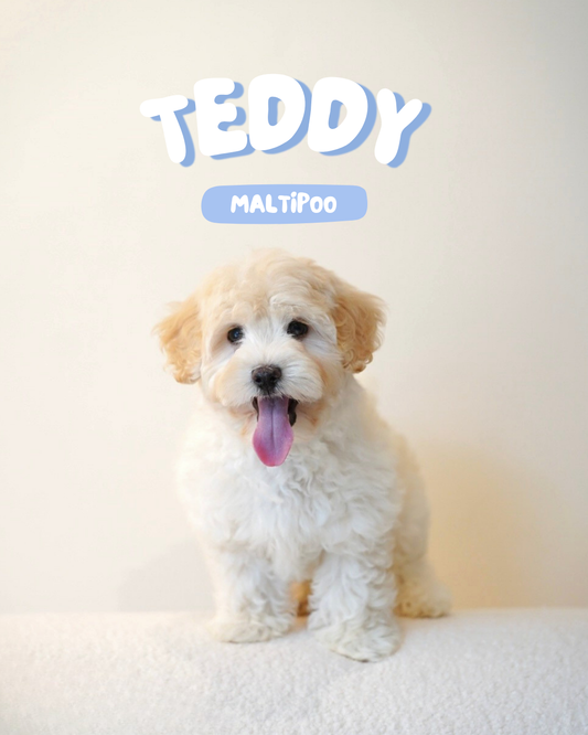 Teddy (Male Maltipoo - Ireland 🇮🇪)