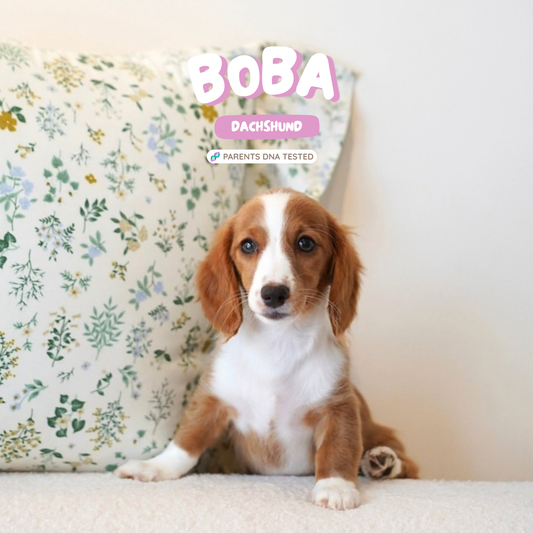 Boba (Dachshund - Australia 🇦🇺) Toby & Savvy Litter | DNA Tested Parents 🧬