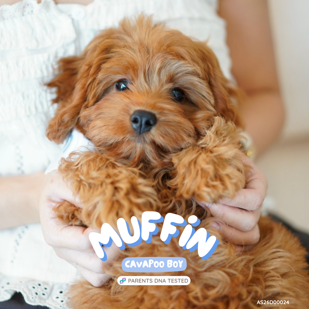 Muffin (F1 Cavapoo Boy - Australia 🇦🇺) Available Now | DNA Tested Parents 🧬