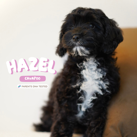 Hazel (F1 Female Cavapoo - Australia 🇦🇺) | Health Checked + DNA Tested Parents 🧬