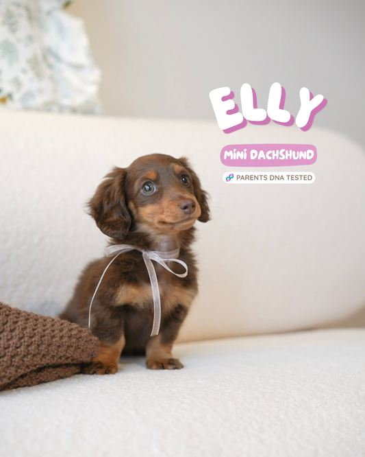 Elly (Female Chocolate and Tan Mini Dachshund - Australia 🇦🇺) Available Now | DNA Tested Parents 🧬