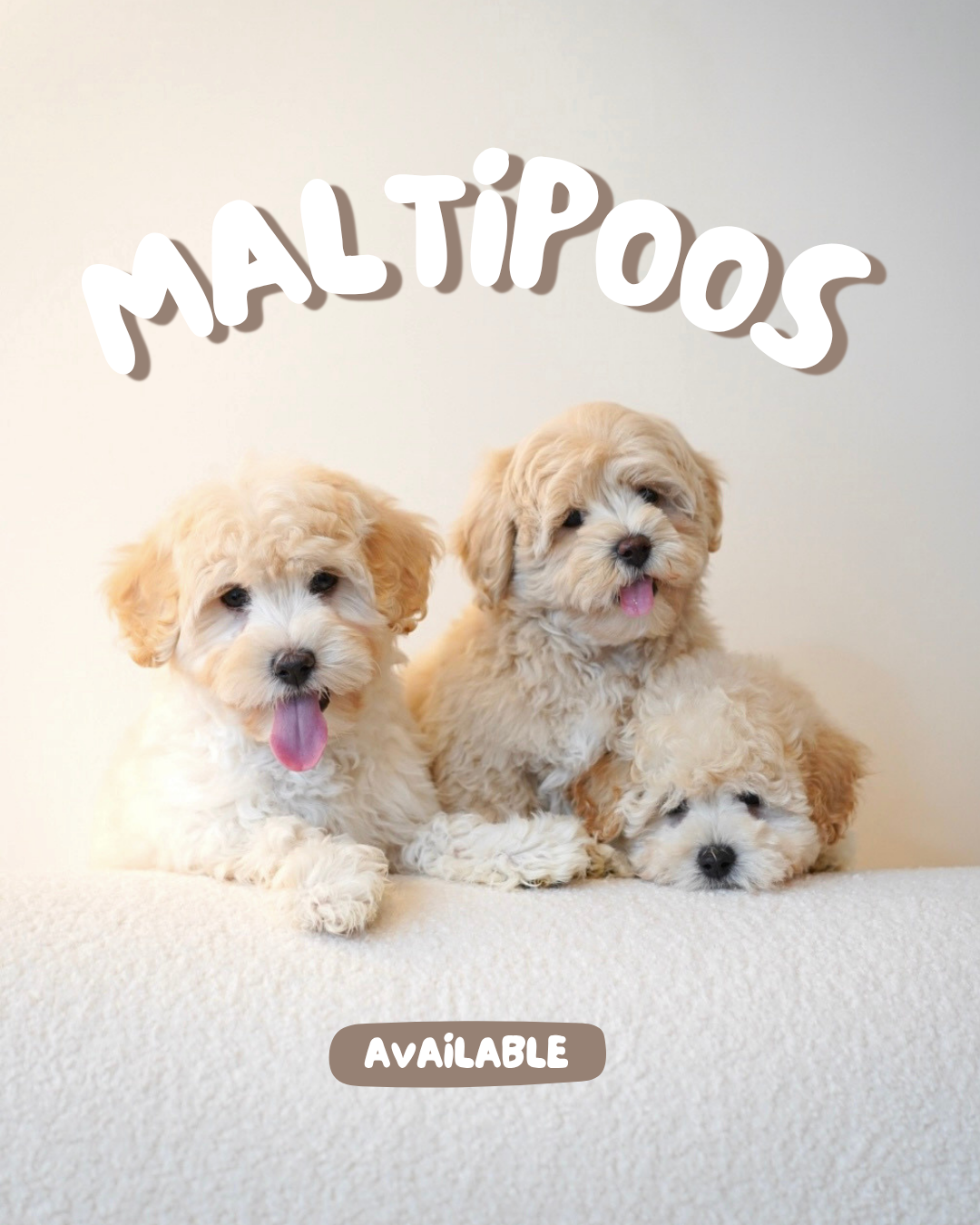 Toto (Male Maltipoo - Ireland 🇮🇪)