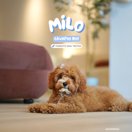 Milo (F1 Cavapoo Boy - Australia 🇦🇺) Available Now| DNA Tested Parents 🧬