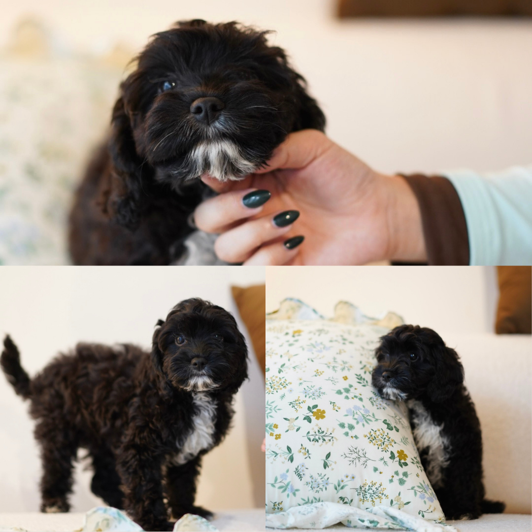 Hazel (F1 Female Cavapoo - Australia 🇦🇺) | Health Checked + DNA Tested Parents 🧬
