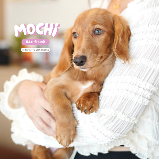 Mochi (Dachshund - Australia 🇦🇺) Toby & Savvy Litter | DNA Tested Parents 🧬