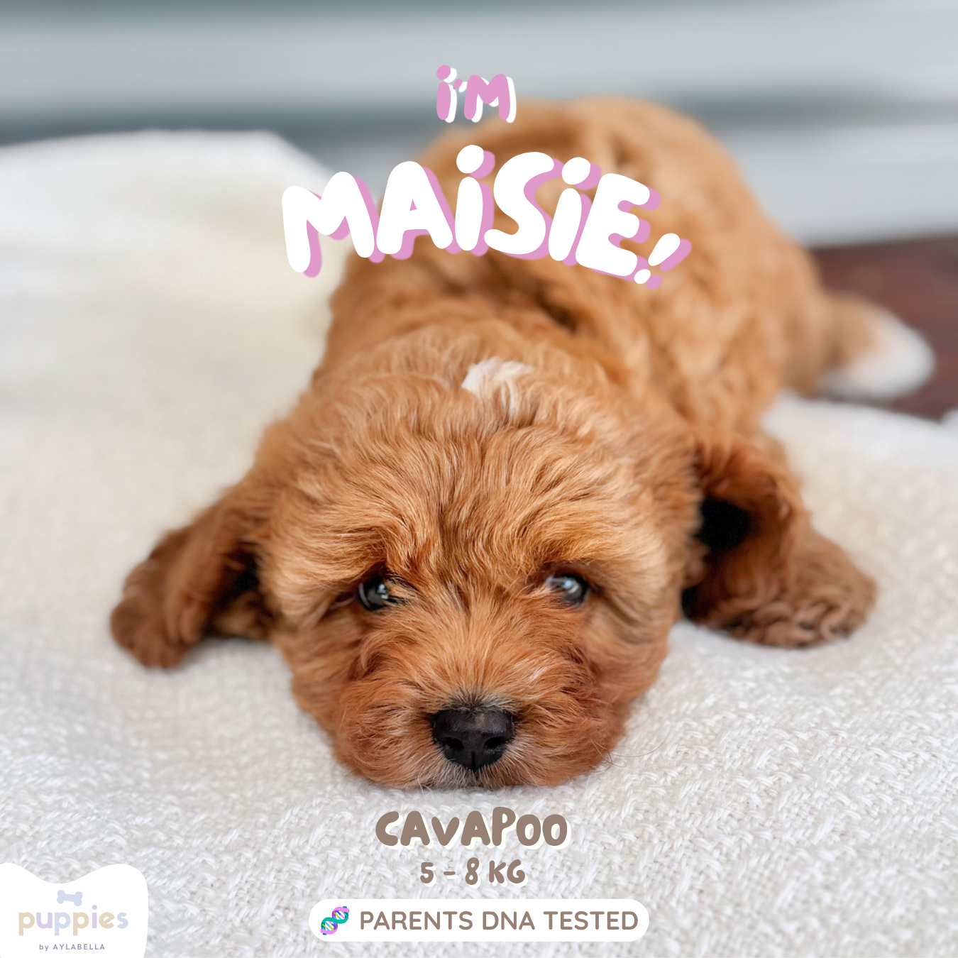 Maisie (F1 Female Cavapoo - Australia 🇦🇺) Available Now | DNA Tested Parents 🧬