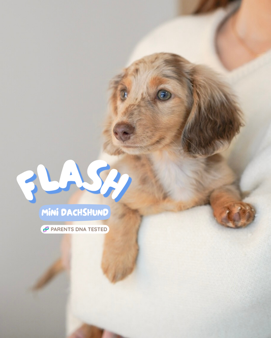 Flash (Mini Male Dapple Dachshund - Australia 🇦🇺) Available Now| DNA Tested Parents 🧬