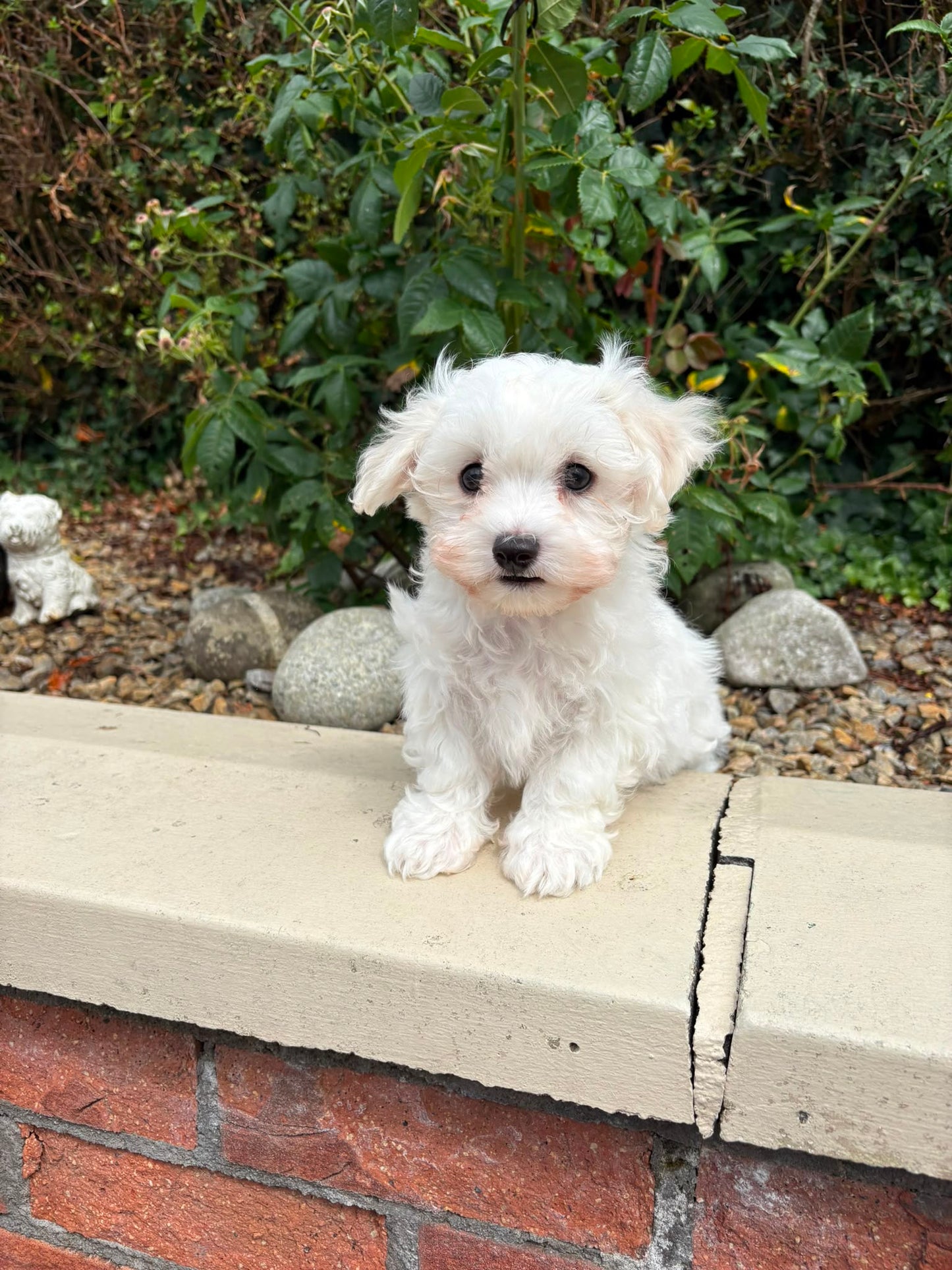 Bubu (Male Maltese - Ireland 🇮🇪) | Open for Reservations