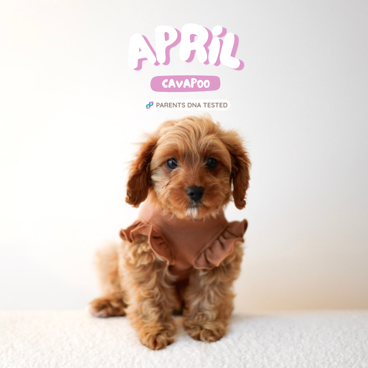 April (F1 Female Cavapoo - Australia 🇦🇺) | Health Checked + DNA Tested Parents 🧬