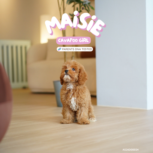 Maisie (F1 Female Cavapoo - Australia 🇦🇺) Available Now | DNA Tested Parents 🧬