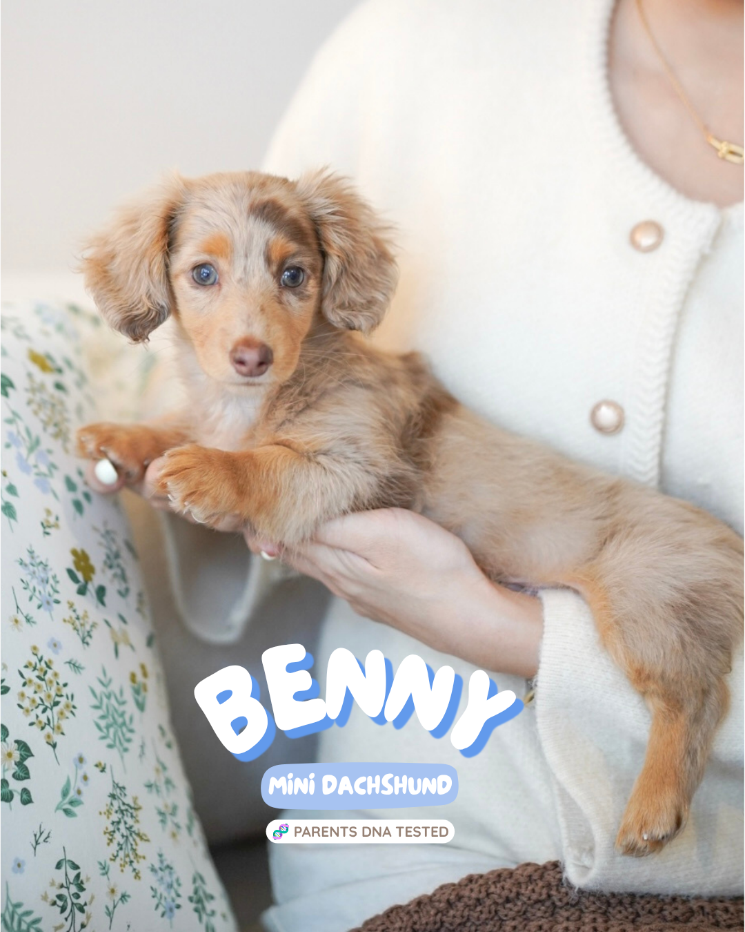 Benny (Male Dapple Mini Dachshund - Australia 🇦🇺) Available Now| DNA Tested Parents 🧬