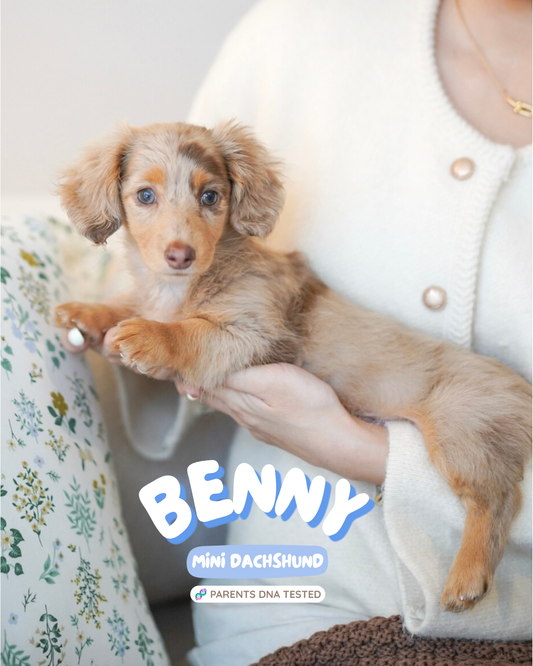 Benny (Male Dapple Mini Dachshund - Australia 🇦🇺) Available Now| DNA Tested Parents 🧬