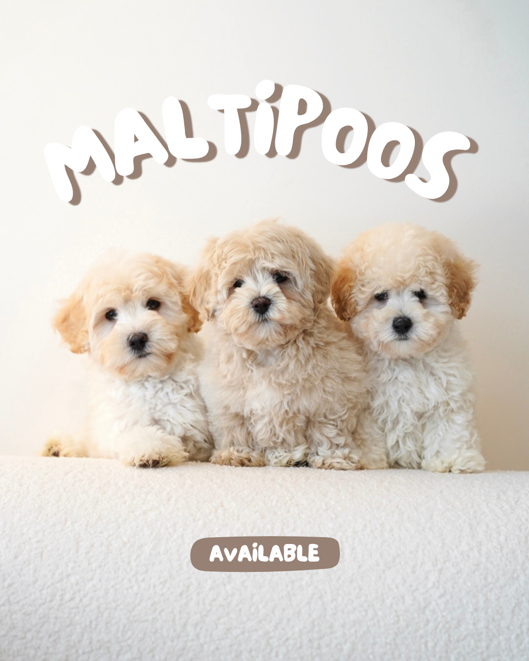 Toto (Male Maltipoo - Ireland 🇮🇪)