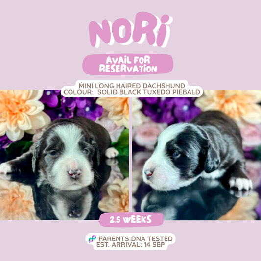 Nori (Mini Dachshund - Australia 🇦🇺) Toby & Savvy Litter | Open for Reservations | DNA Tested Parents 🧬