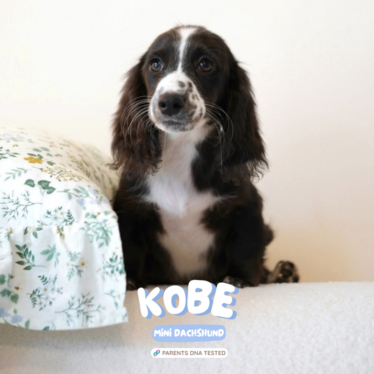Kobe (Dachshund - Australia 🇦🇺) Toby & Savvy Litter | DNA Tested Parents 🧬