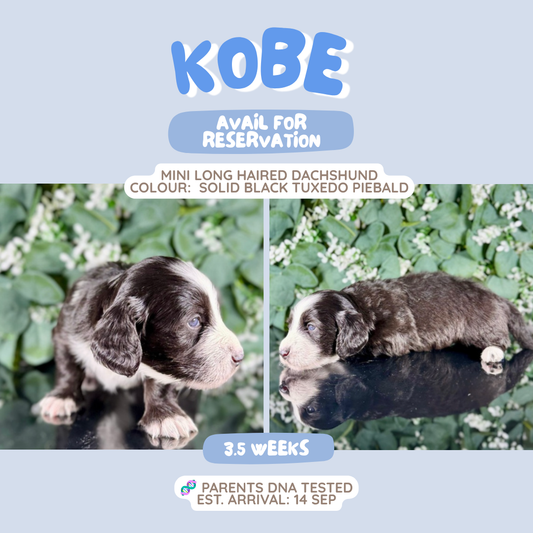 Kobe (Mini Dachshund - Australia 🇦🇺) Toby & Savvy Litter | Open for Reservations | DNA Tested Parents 🧬