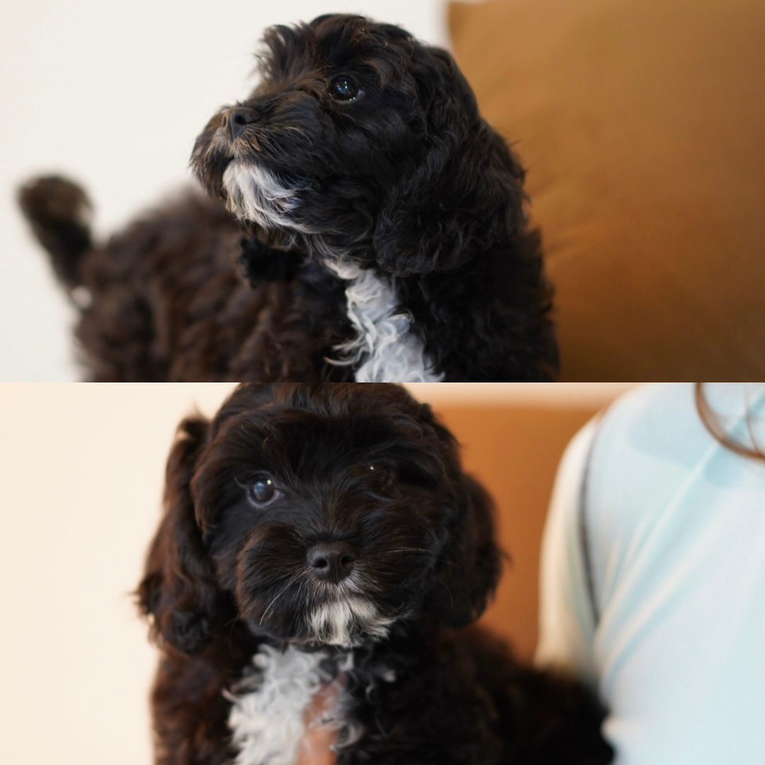 Hazel (F1 Female Cavapoo - Australia 🇦🇺) | Health Checked + DNA Tested Parents 🧬