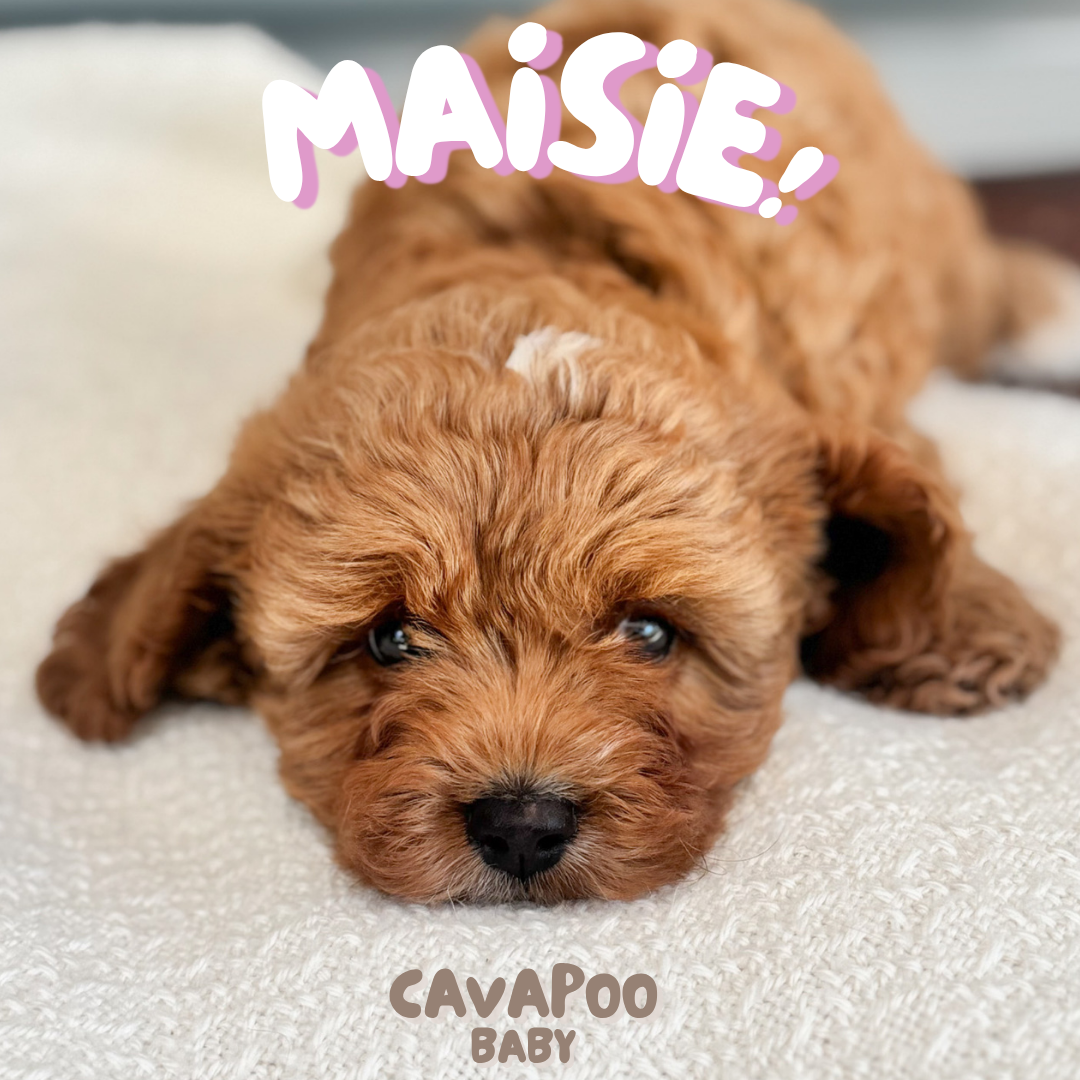 Maisie (F1 Female Cavapoo - Australia 🇦🇺) Arriving in July