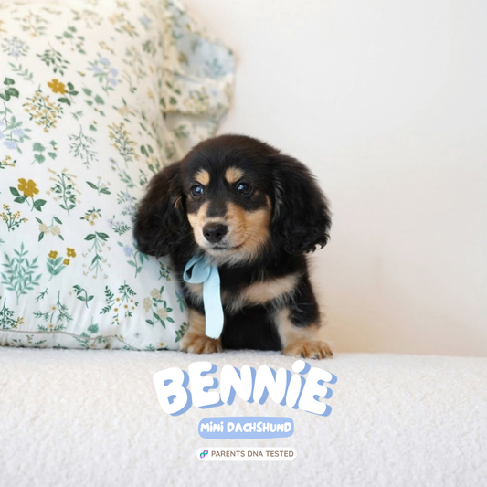 Bennie (Mini Dachshund - Australia 🇦🇺) | Open for Reservations | DNA Tested Parents 🧬