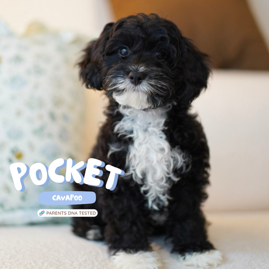 Pocket (F1 Male Cavapoo - Australia 🇦🇺) | Health Checked + DNA Tested Parents 🧬