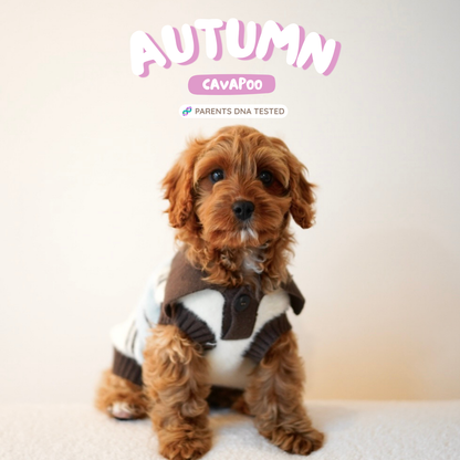 Autumn (F1 Female Cavapoo - Australia 🇦🇺) | Health Checked + DNA Tested Parents 🧬