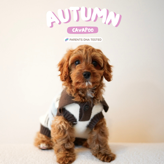Autumn (F1 Female Cavapoo - Australia 🇦🇺) | Health Checked + DNA Tested Parents 🧬