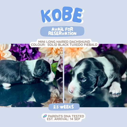 Kobe (Mini Dachshund - Australia 🇦🇺) Toby & Savvy Litter | Open for Reservations | DNA Tested Parents 🧬