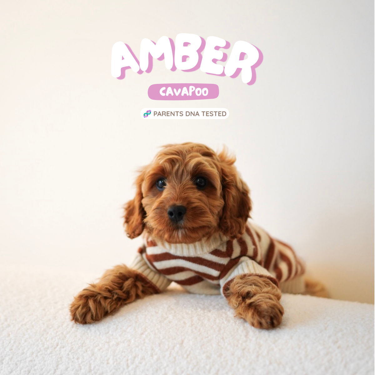 Amber (F1 Female Cavapoo - Australia 🇦🇺) | Health Checked + DNA Tested Parents 🧬