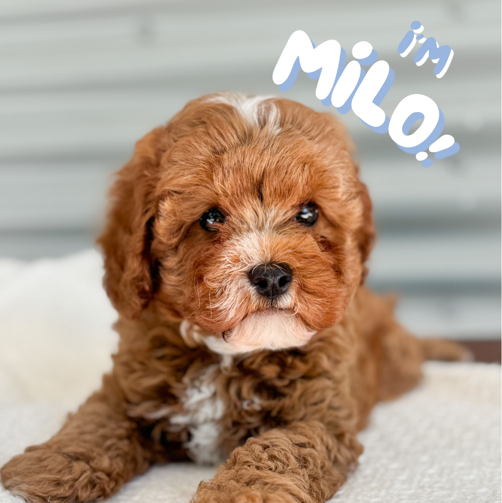 Milo (F1 Cavapoo Boy - Australia 🇦🇺) Arriving in July