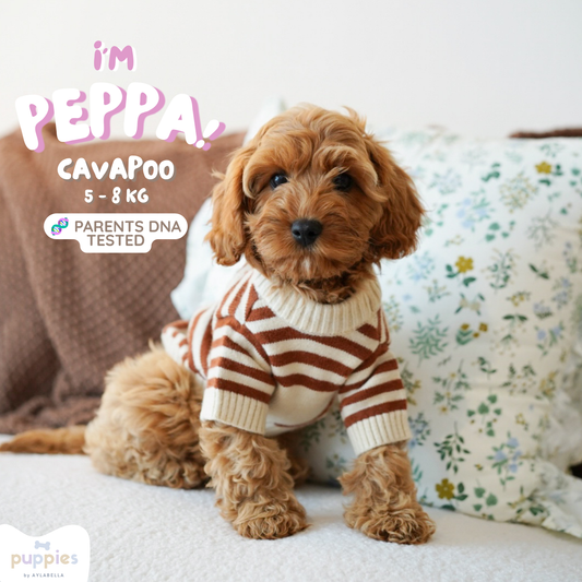 Peppa (F1 Female Cavapoo - Australia 🇦🇺) Found A Loving Home 🏡 | DNA Tested Parents 🧬