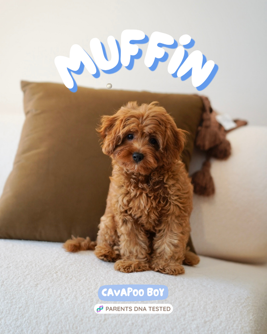 Muffin (F1 Cavapoo Boy - Australia 🇦🇺) Available Now | DNA Tested Parents 🧬