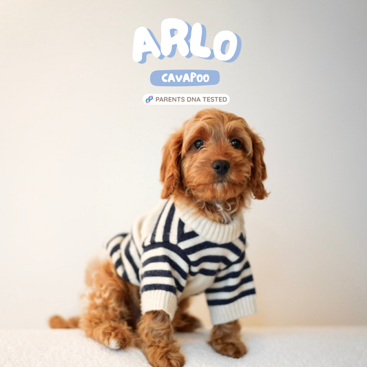 Arlo (F1 Male Cavapoo - Australia 🇦🇺) | Health Checked + DNA Tested Parents 🧬