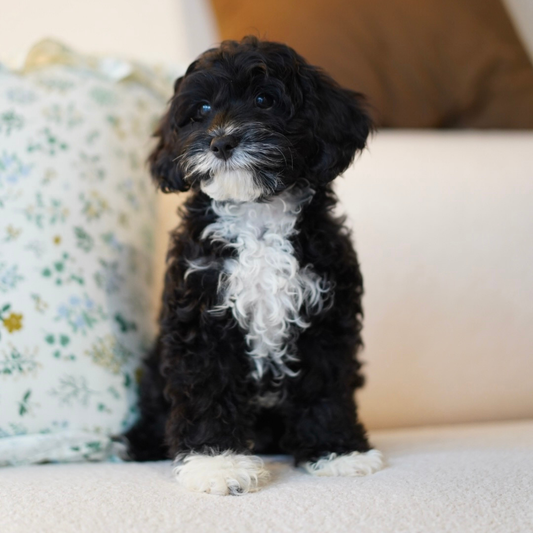 Pocket (F1 Male Cavapoo - Australia 🇦🇺) | Health Checked + DNA Tested Parents 🧬