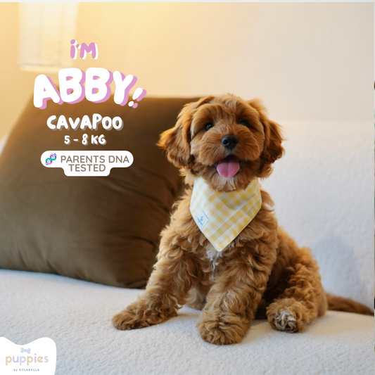 Abby (F1 Female Cavapoo - Australia 🇦🇺) Found A Loving Home 🏡 | DNA Tested Parents 🧬