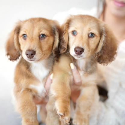 Nugget (Mini Dachshund - Australia 🇦🇺) | Open for Reservations | DNA Tested Parents 🧬