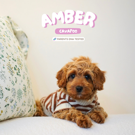 Amber (F1 Female Cavapoo - Australia 🇦🇺) | Health Checked + DNA Tested Parents 🧬