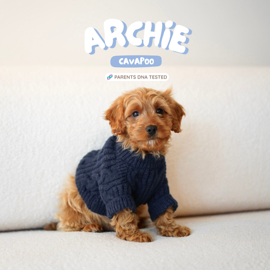 Archie (F1 Male Cavapoo - Australia 🇦🇺) | Health Checked + DNA Tested Parents 🧬
