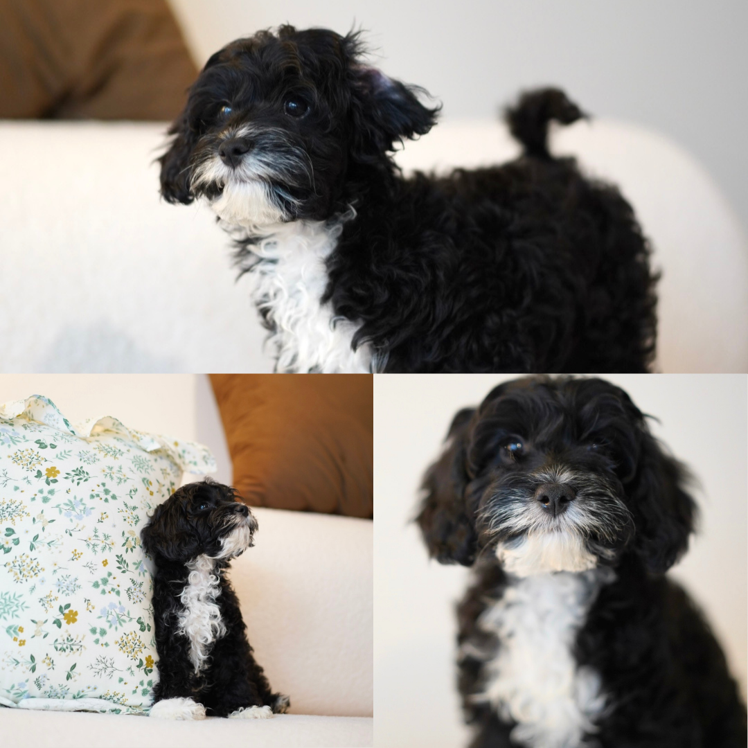 Pocket (F1 Male Cavapoo - Australia 🇦🇺) | Health Checked + DNA Tested Parents 🧬