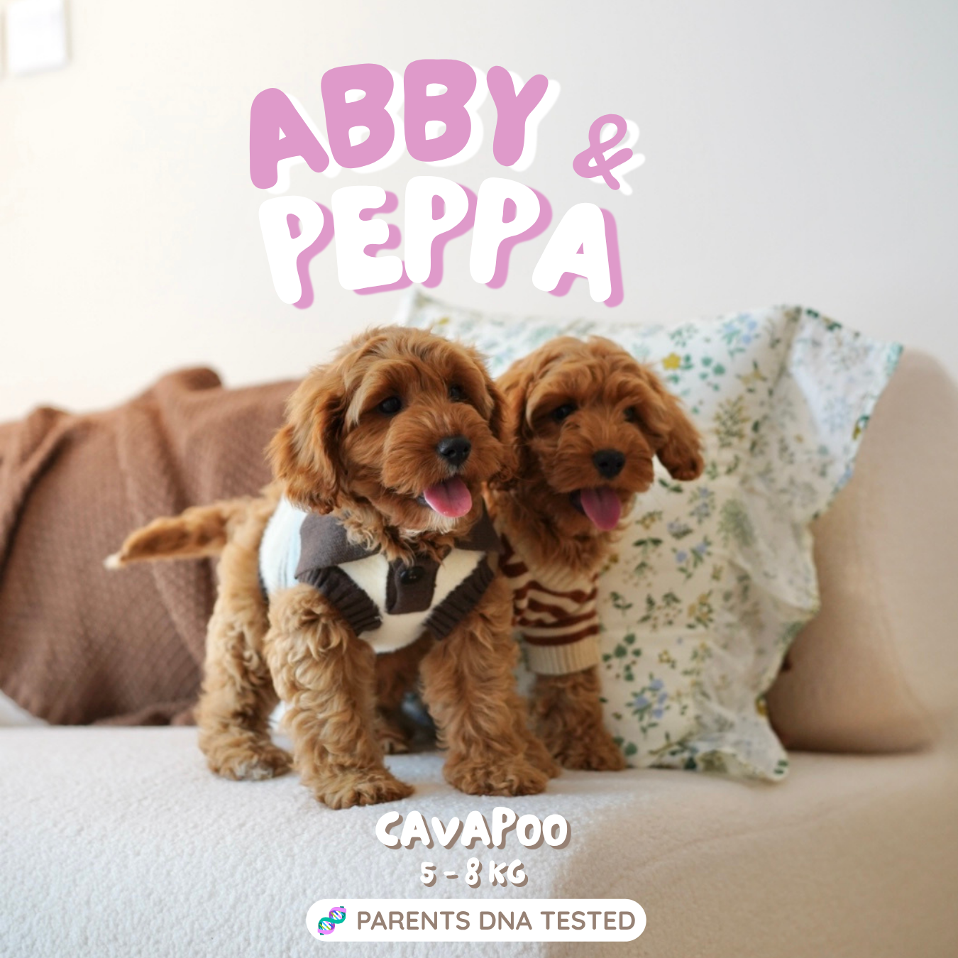 Peppa (F1 Female Cavapoo - Australia 🇦🇺) Found A Loving Home 🏡 | DNA Tested Parents 🧬