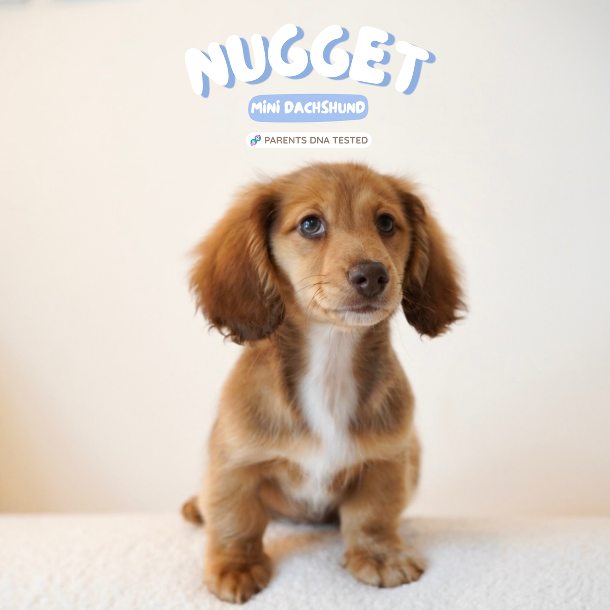 Nugget (Mini Dachshund - Australia 🇦🇺) | Open for Reservations | DNA Tested Parents 🧬