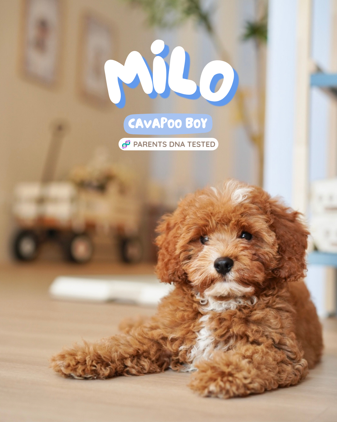 Milo (F1 Cavapoo Boy - Australia 🇦🇺) Available Now| DNA Tested Parents 🧬